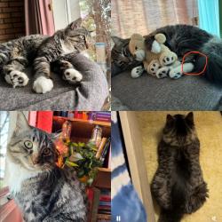 Lost Male Cat last seen 14th street, greystone park and horticulture way, Saskatoon, SK S7H