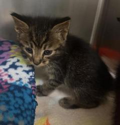 Shelter Stray Male Cat last seen Near E Lincoln Avenue, Escondido, CA, 92026, Escondido, CA 92027