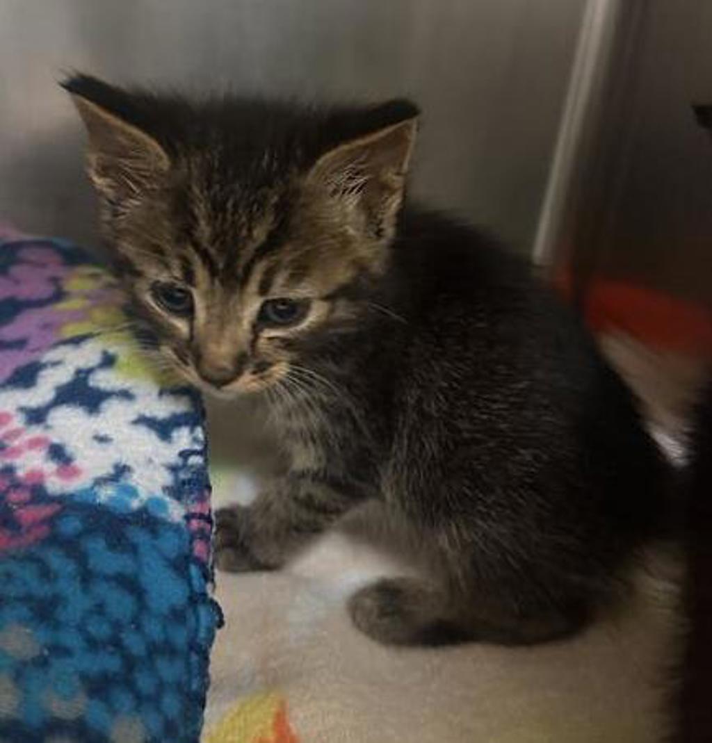 Shelter Stray Male Cat last seen Near E Lincoln Avenue, Escondido, CA, 92026, Escondido, CA 92027