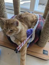 Reunited Male Cat last seen River Heights neighborhood , Lowell, NC 28098