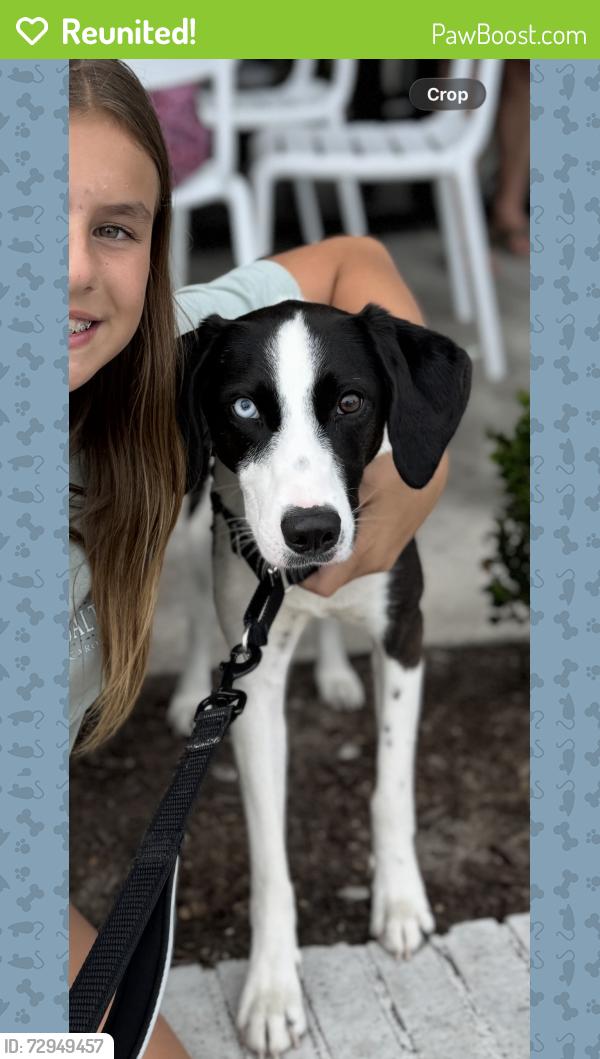 Reunited Female Dog last seen Country place road/ Myrtle grove rd/ golden road , Myrtle Grove, NC 28409