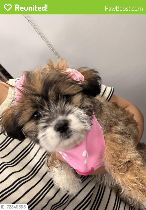 Reunited Female Dog last seen North Bentwood and storey ave, Midland, TX 79703