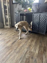 Lost Male Dog last seen Near castlen elementary , Grand Bay, AL 36541