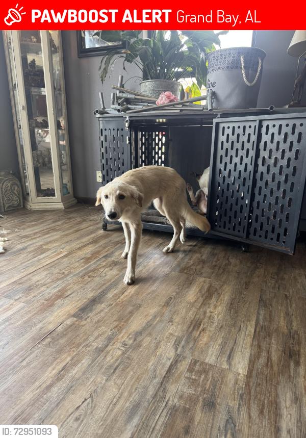 Lost Male Dog last seen Near castlen elementary , Grand Bay, AL 36541