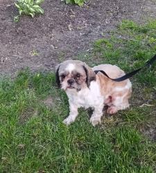 Reunited Male Dog last seen Parkview Dr. and E Erie St. Painesville, OH 44077, Painesville, OH 44077