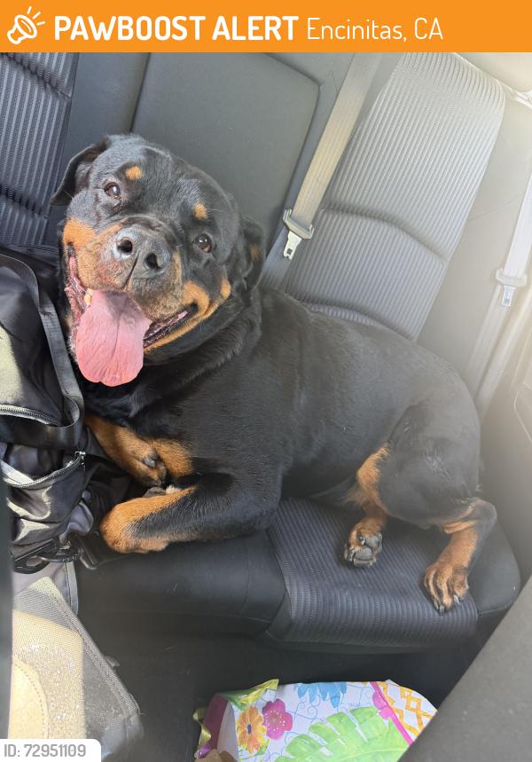 Surrendered Female Dog last seen Scripps Encinitas Memorial hosp Parking Lot, Encinitas, CA 92024