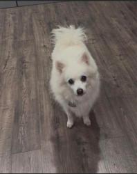 Lost Female Dog last seen High Ridge Dr & Wildcat Dr, Bulverde, TX 78163