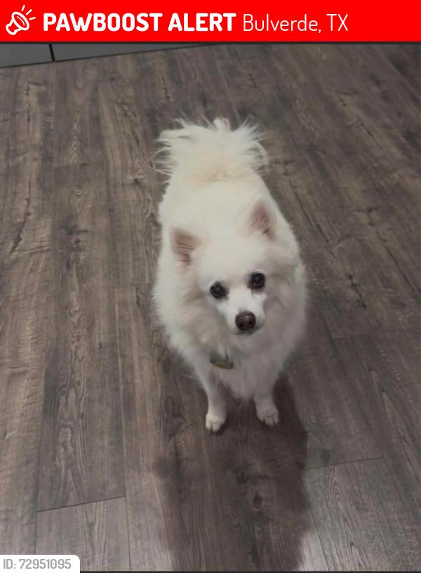 Lost Female Dog last seen High Ridge Dr & Wildcat Dr, Bulverde, TX 78163