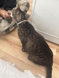 Lost Male Cat last seen Camper, Ocean Isle Beach, NC 28469