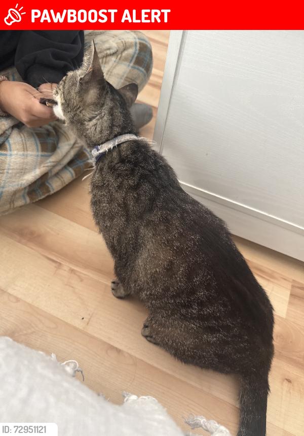 Lost Male Cat last seen Camper, Ocean Isle Beach, NC 28469