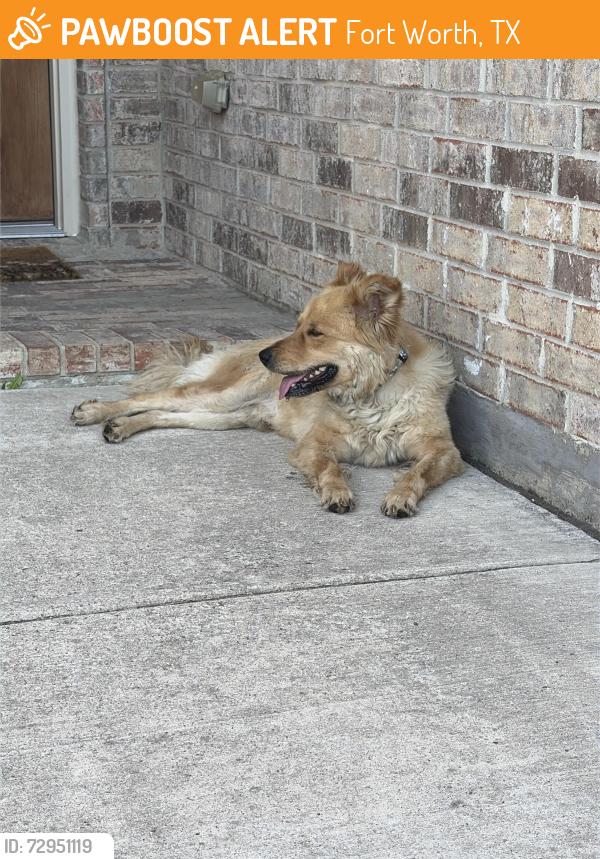 Found/Stray Male Dog last seen Near stonegate dr Fort Worth tx 76134, Fort Worth, TX 76134
