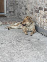 Found/Stray Male Dog last seen Near stonegate dr Fort Worth tx 76134, Fort Worth, TX 76134
