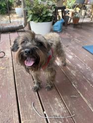 Reunited Male Dog last seen Near fm, Mission Bend, TX 77083
