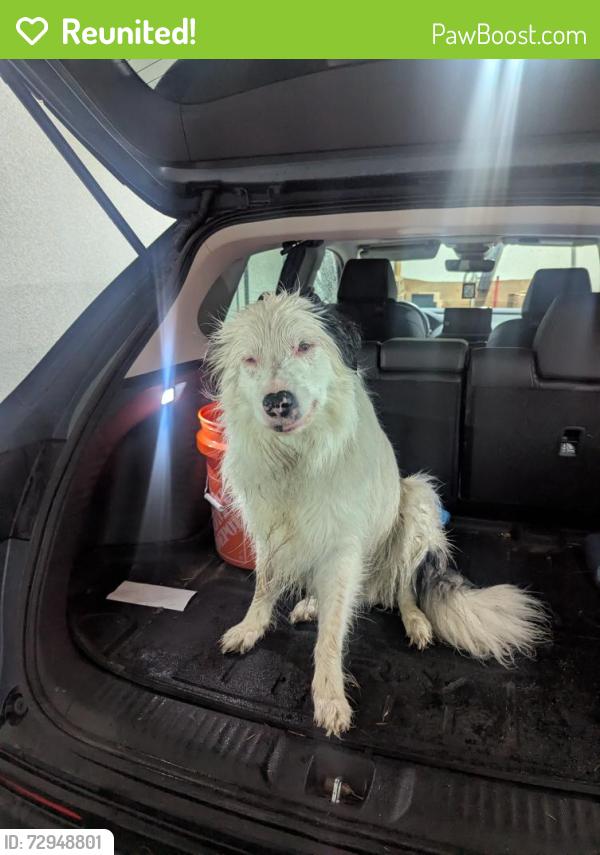 Reunited Female Dog last seen Near Highway , Farley, MO 66043