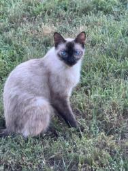 Found/Stray Female Cat last seen Highway 19, Chickasha, OK 73018