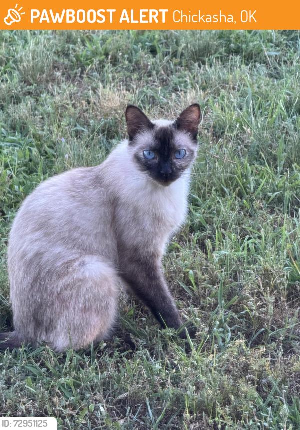 Found/Stray Female Cat last seen Highway 19, Chickasha, OK 73018