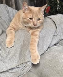 Lost Male Cat last seen E Wickenburg Way , Wickenburg, AZ 85390