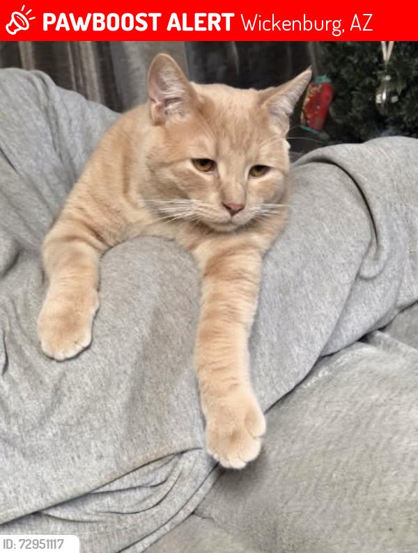 Lost Male Cat last seen E Wickenburg Way , Wickenburg, AZ 85390
