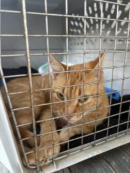 Found/Stray Unknown Cat last seen E 8th street , Chattanooga, TN 37403