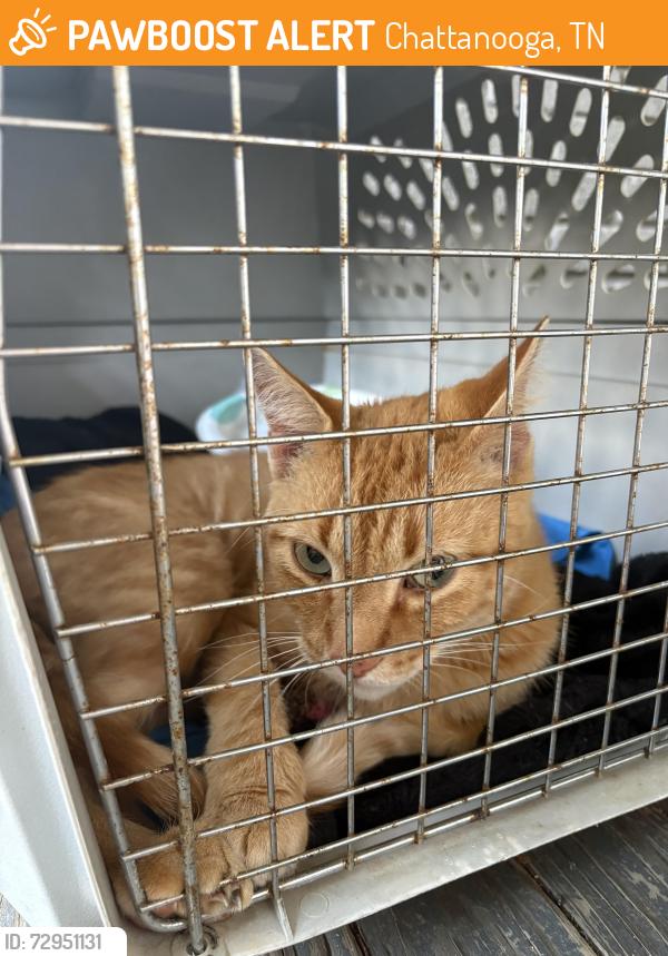 Found/Stray Unknown Cat last seen E 8th street , Chattanooga, TN 37403