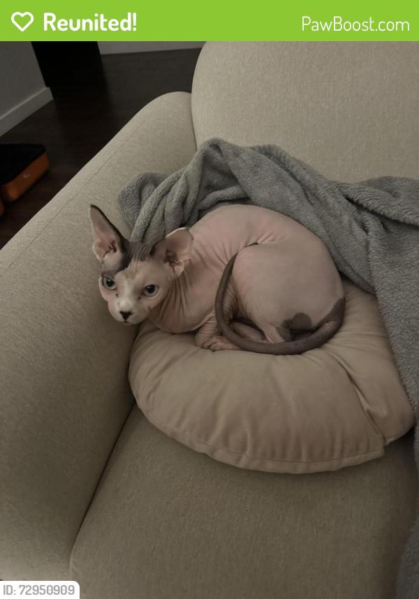 Reunited Female Cat last seen Via Linda and 90th, Scottsdale, AZ 85258