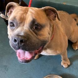 Shelter Stray Male Dog last seen , Memphis, TN 38133