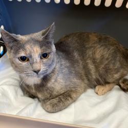 Shelter Stray Female Cat last seen , Memphis, TN 38133
