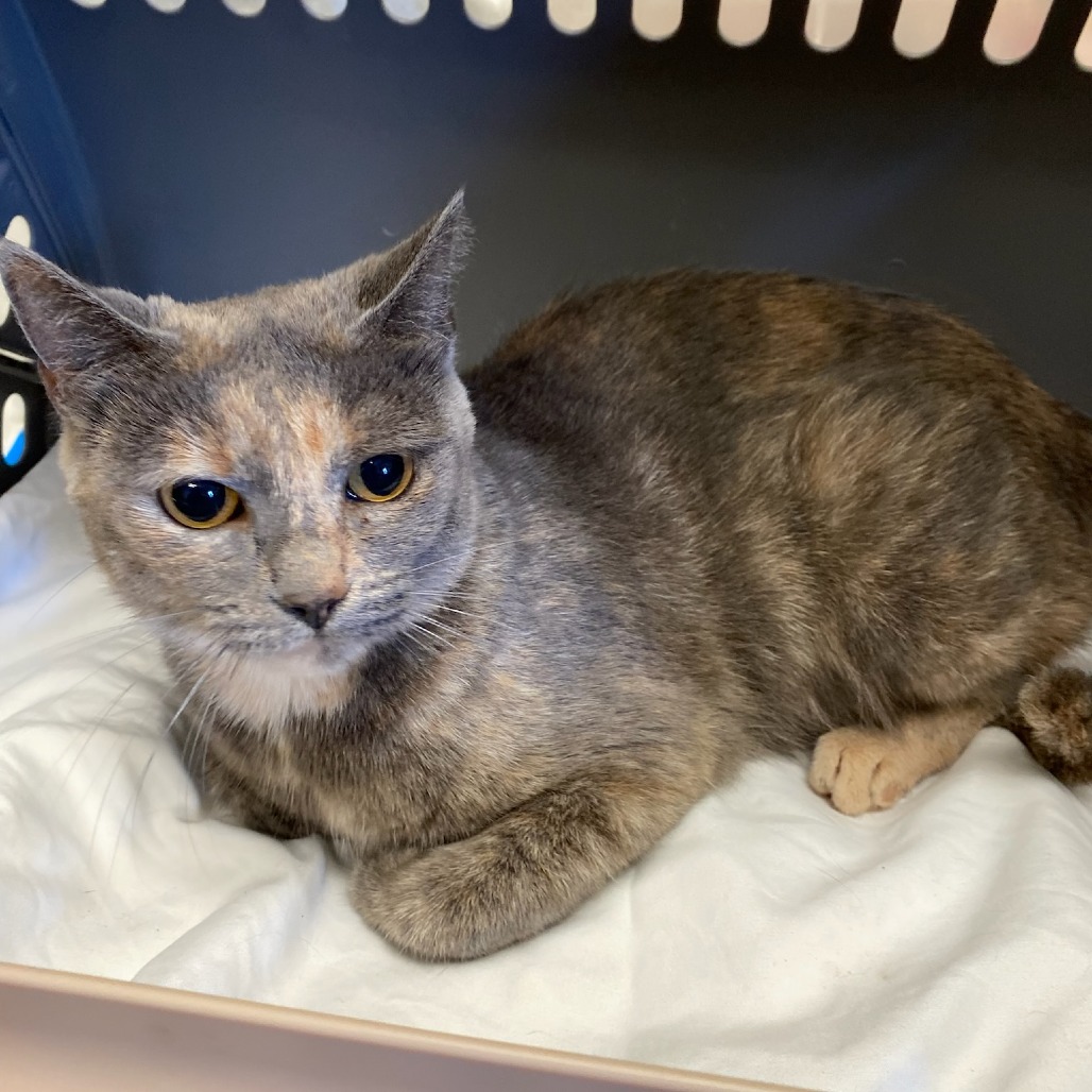 Shelter Stray Female Cat last seen , Memphis, TN 38133