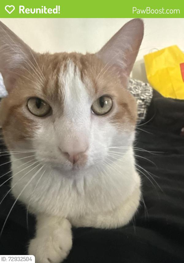 Reunited Male Cat last seen Concourse Ave and Allston St, Montebello, CA 90640