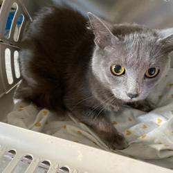 Shelter Stray Female Cat last seen , Memphis, TN 38133