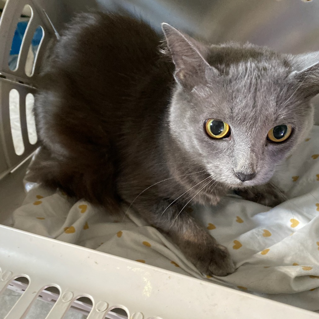 Shelter Stray Female Cat last seen , Memphis, TN 38133
