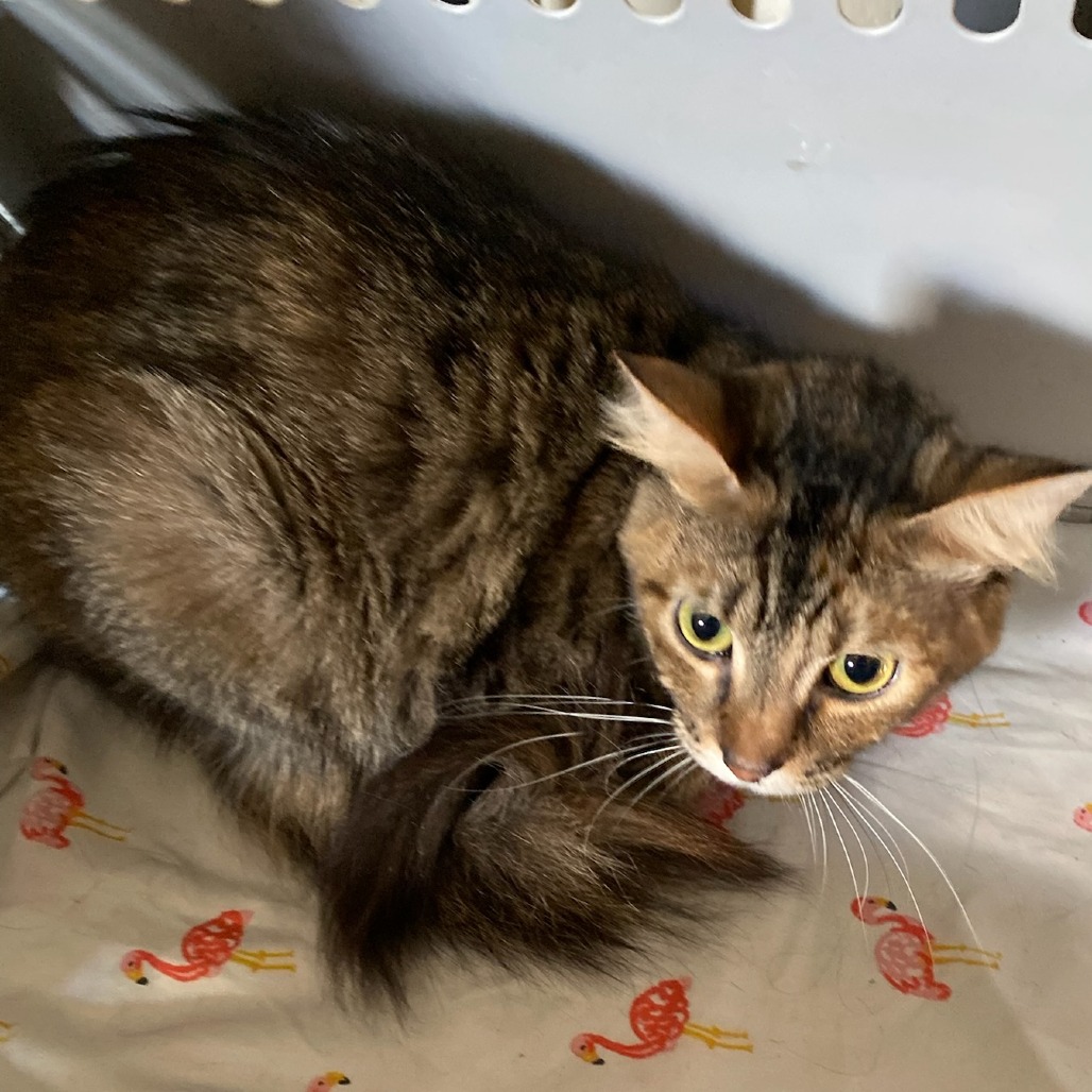 Shelter Stray Female Cat last seen , Memphis, TN 38133