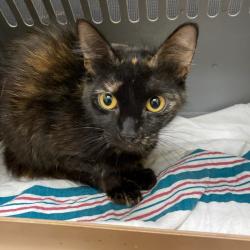 Shelter Stray Female Cat last seen , Memphis, TN 38133