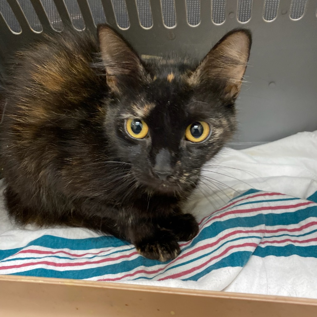 Shelter Stray Female Cat last seen , Memphis, TN 38133