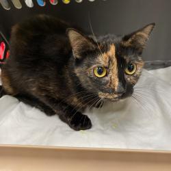 Shelter Stray Female Cat last seen , Memphis, TN 38133