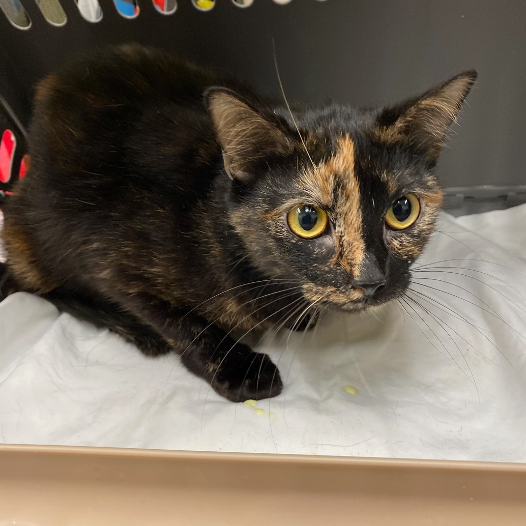 Shelter Stray Female Cat last seen , Memphis, TN 38133