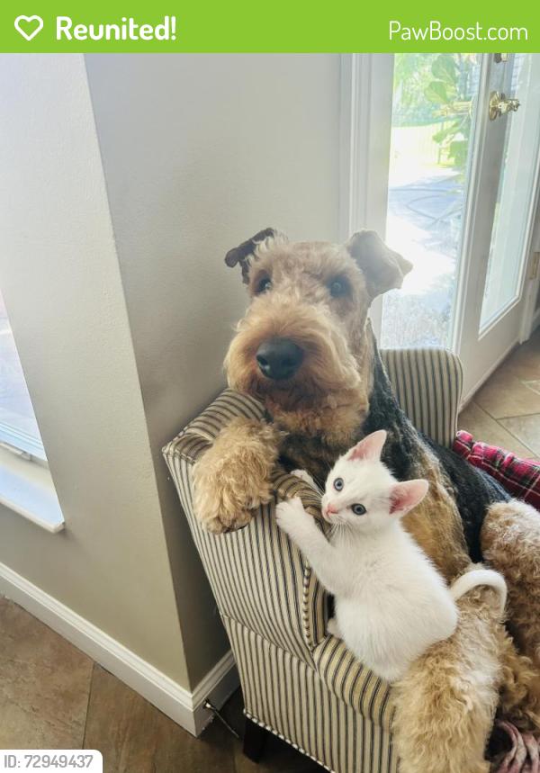 Reunited Male Dog last seen Abercorn st, Savannah, GA 31419