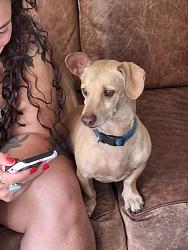 Reunited Male Dog last seen Watt and elkhorn , Sacramento, CA 95864