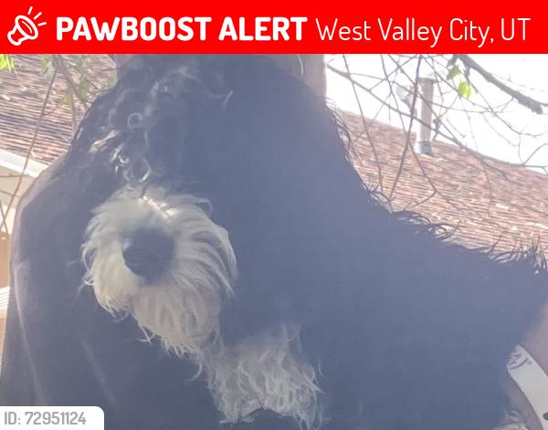 Lost Female Dog last seen near 711, West Valley City, UT 84120