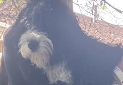 Lost Female Dog last seen near 711, West Valley City, UT 84120