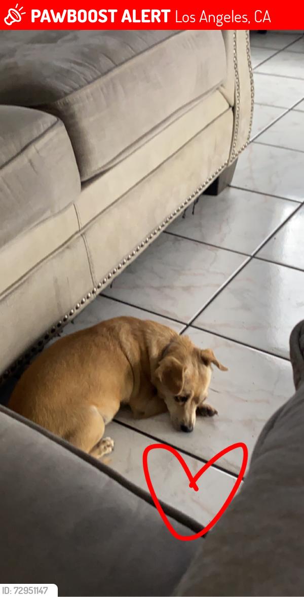 Lost Female Dog last seen Blanchard & Mott, Los Angeles, CA 90033