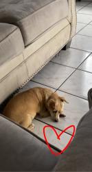 Lost Female Dog last seen Blanchard & Mott, Los Angeles, CA 90033