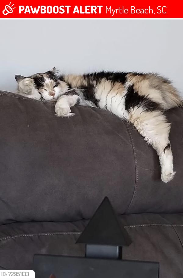 Lost Female Cat last seen Caspian Tern Dr. off of 707 , Myrtle Beach, SC 29588