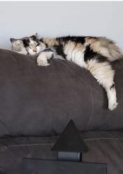 Lost Female Cat last seen Caspian Tern Dr. off of 707 , Myrtle Beach, SC 29588
