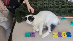 Reunited Male Cat last seen Near Dove Landing Ave, College Station, TX 77845, USA, College Station, TX 77845