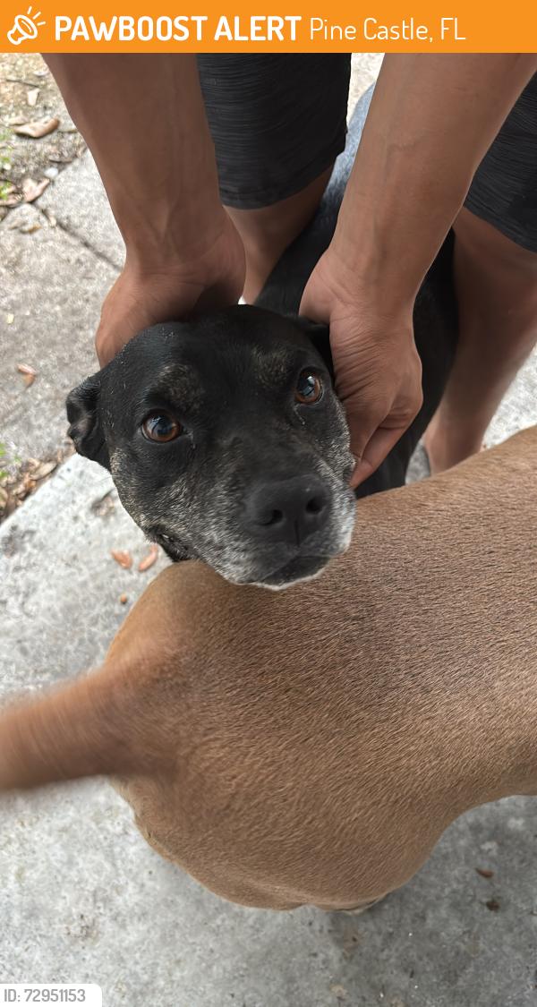 Found/Stray Female Dog last seen Winegard road , Pine Castle, FL 32809