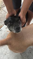 Found/Stray Female Dog last seen Winegard road , Pine Castle, FL 32809