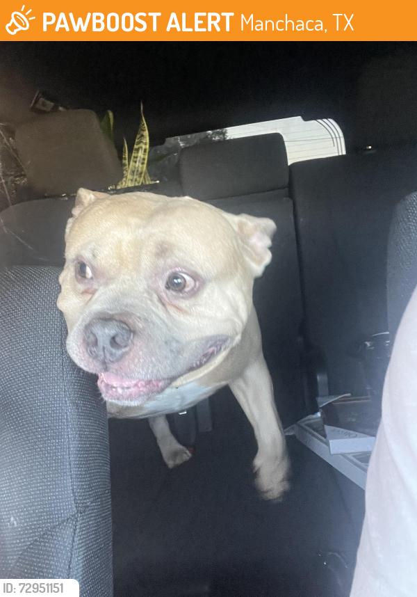 Found/Stray Male Dog last seen Manchaca and Ravenscroft, Manchaca, TX 78748