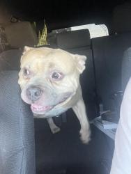 Found/Stray Male Dog last seen Manchaca and Ravenscroft, Manchaca, TX 78748