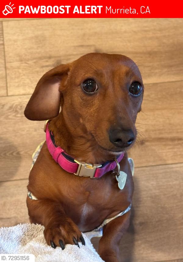 Lost Female Dog last seen Via Mira Mosa and Hunter, Murrieta, CA 92563